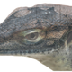 Artist’s depiction of the extinct monitor lizard, with its third and fourth “eyes,” or light-sensitive organs, atop its head.